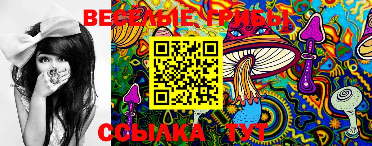 Псилоцибиновые грибы Cubensis Торжок